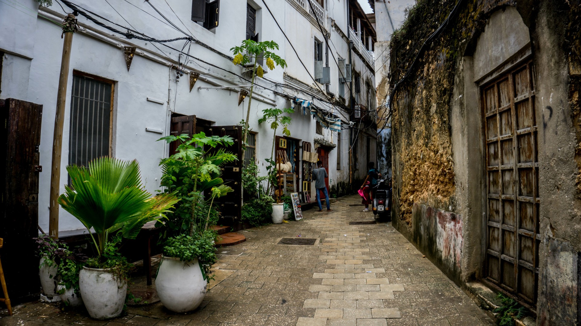 Schimpansen am Tanganjikasee & Rote Colobusaffen auf Sansibar